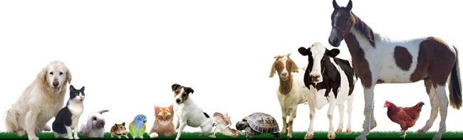 pet fiendly dog friendly and cat friendly pet stores and pet supplies